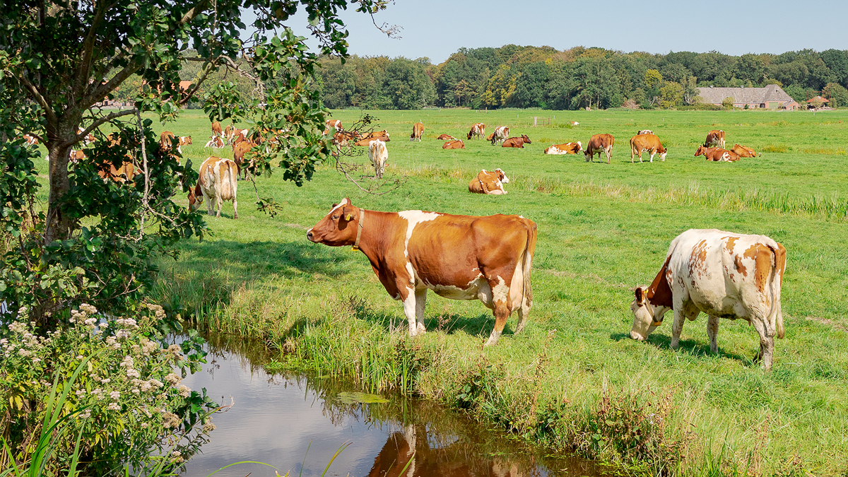 Omgevings Achterhoek